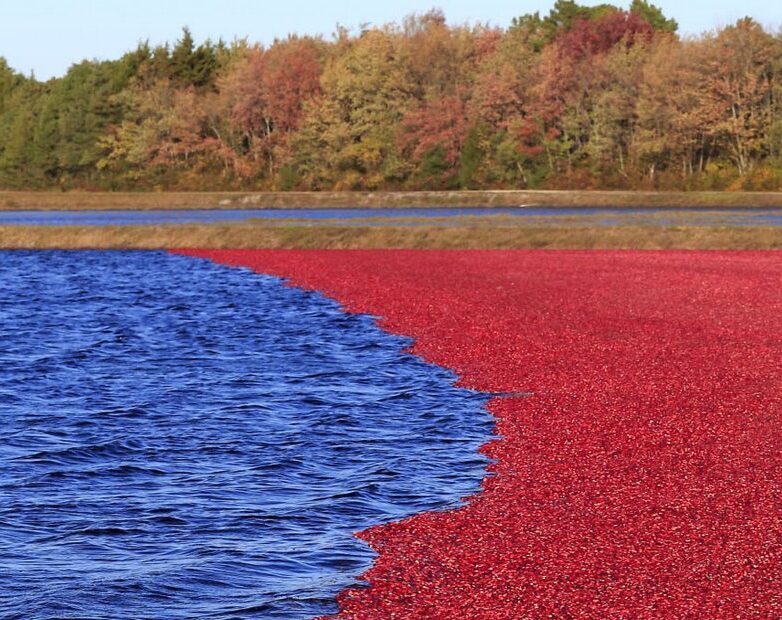 Cánh đồng nhuộm đỏ màu việt quất trong mùa thu hoạch